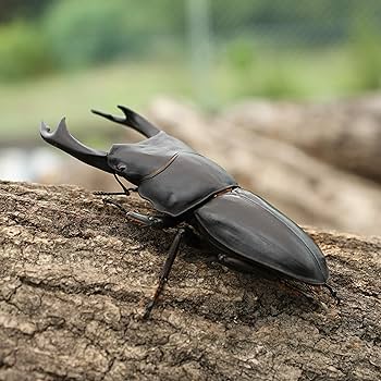 Amazon | [BIG HORN] 産地付き国産オオクワガタ初2令幼虫1頭＋